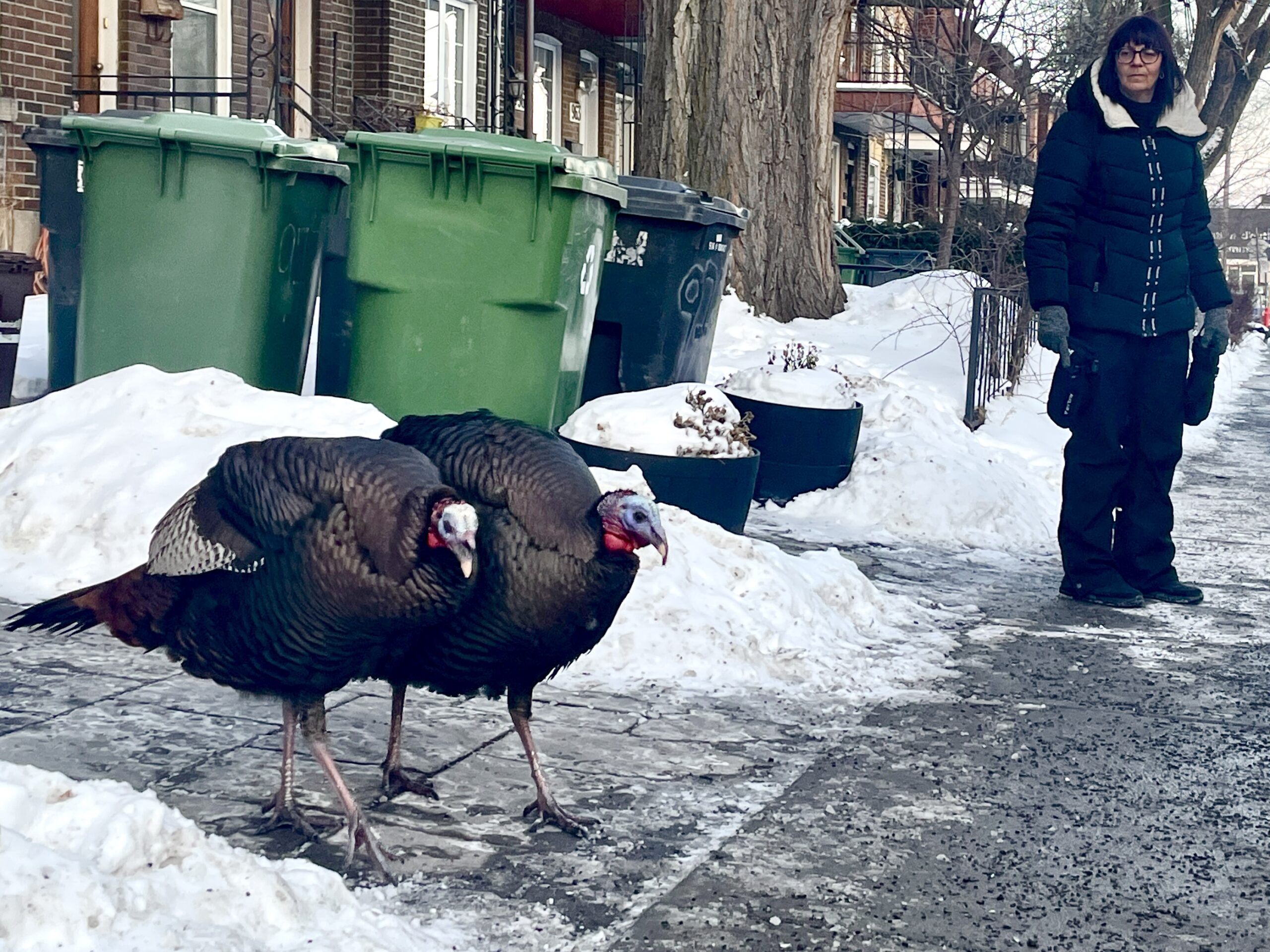 The “turkey whisperer” of NDG - Frequency