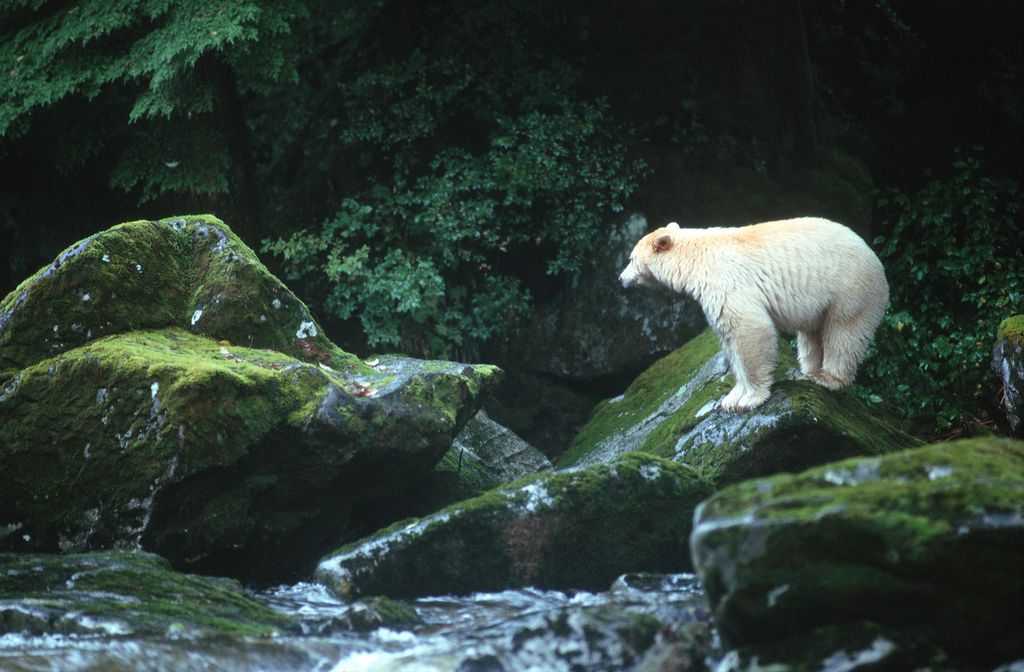 Kermode Bear sightings pique interest and bad behaviour - Frequency