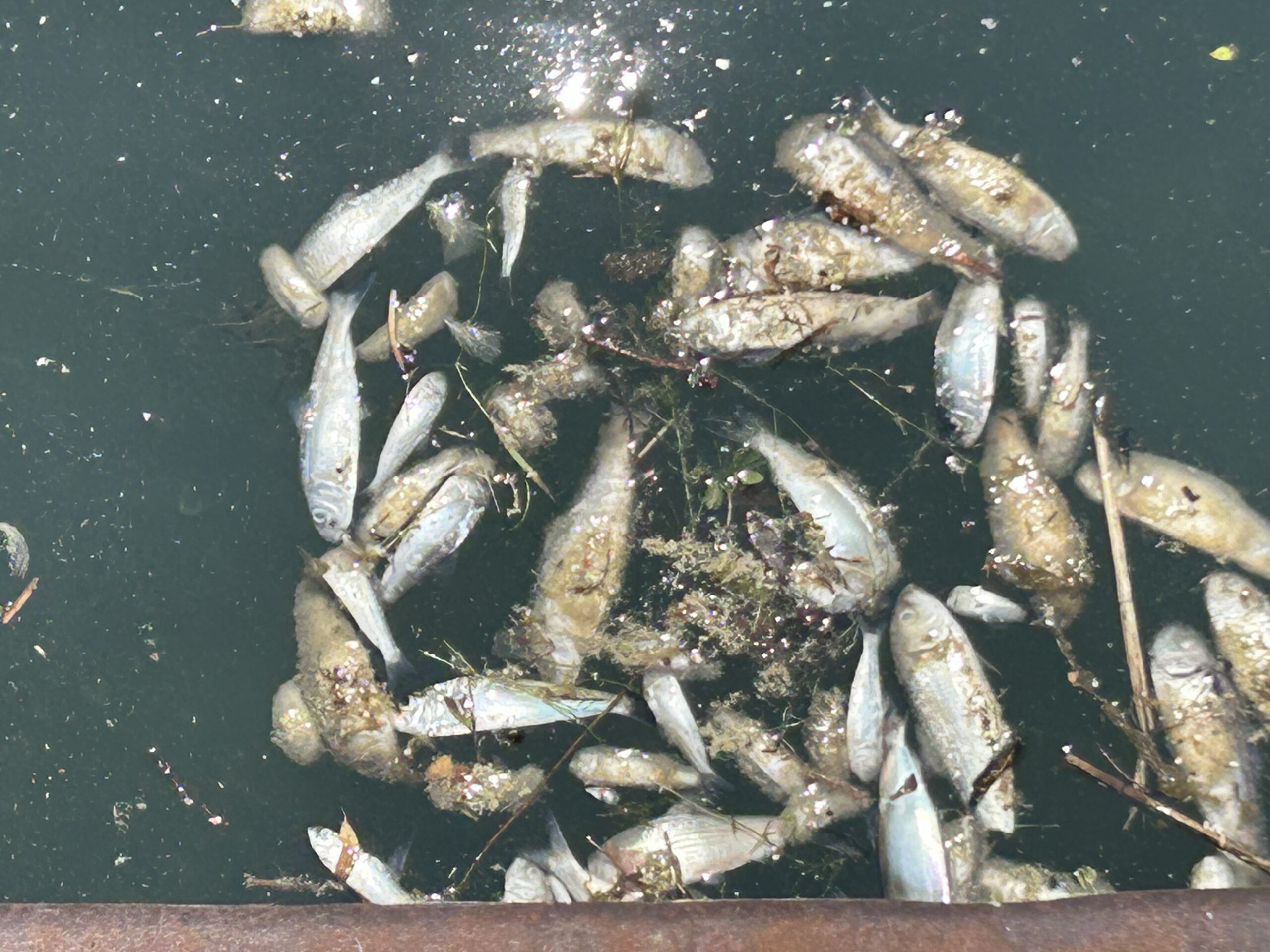 Cobourg Marina and shoreline seeing pockets of dead fish. Officials say ...
