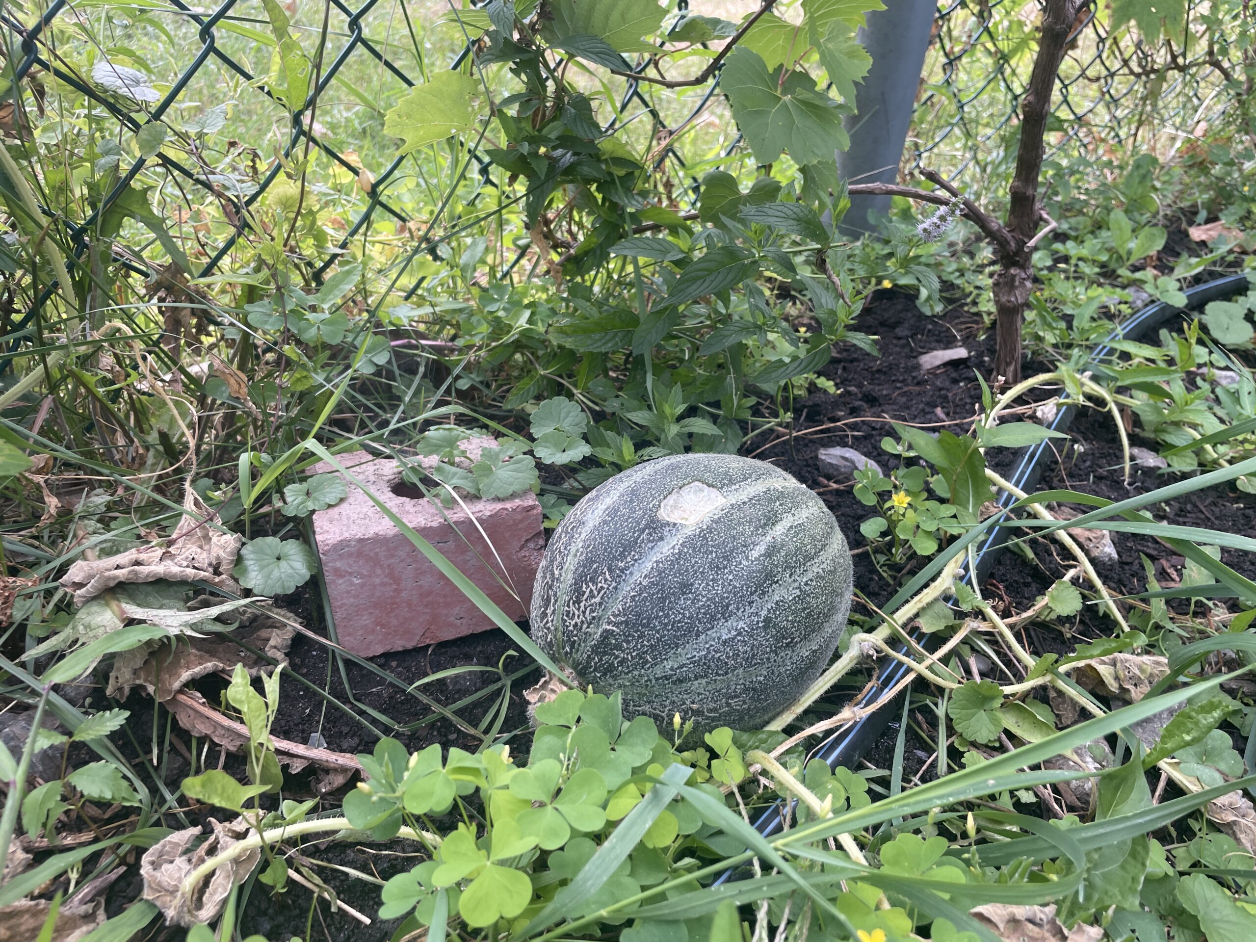 melon様 IMG_4642-scaled.jpg